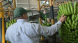 Venda de banana caiu 4,8% (vídeo)