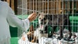 São realizadas cerca de 70 esterilizações de animais domésticos por mês no Funchal