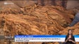 Imagem de Maior parte do tabaco produzido em Portugal era nos Açores (vídeo)