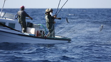 Imagem de Governo da Madeira aprova regulamento de apoio ao setor das pescas na quinta-feira