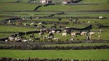 Caiu o preço das vacas de refugo na Terceira (Som)