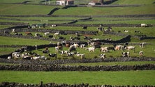 Imagem de Caiu o preço das vacas de refugo na Terceira (Som)