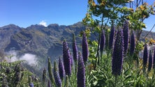 Imagem de Subida acentuada da temperatura põe a costa sul da Madeira sob aviso amarelo