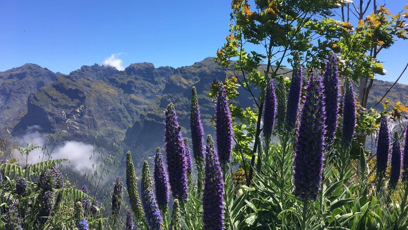 Subida acentuada da temperatura põe a costa sul da Madeira sob aviso amarelo