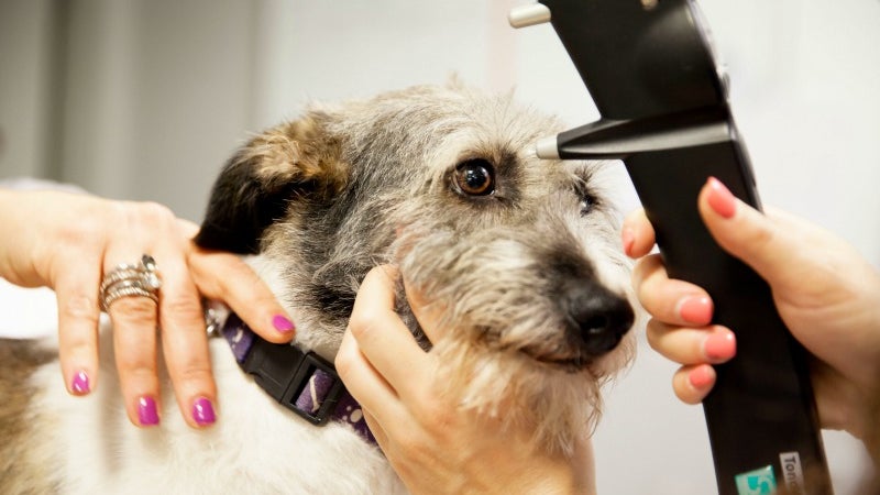 Imagem de Veterinários querem integrar Proteção Civil e atuar em catástrofes