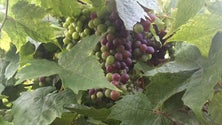 Imagem de Vinho Madeira vendido em Lisboa