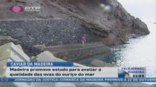 Imagem de Madeira quer produzir ovas de ouriço para fins comerciais