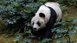 Imagem de Panda passa a espécie «vulnerável»