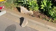 Imagem de Queda de pedras encerra faixa norte da Avenida Sá Carneiro