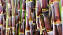 Imagem de Produção da cana-de-açúcar “no bom caminho”