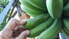 Imagem de Agricultores contestam as constantes alterações dos produtos autorizados para combater as pragas