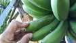 Imagem de Agricultores contestam as constantes alterações dos produtos autorizados para combater as pragas