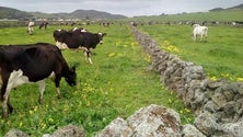 Venda de carne cai por causa da pandemia (Som)