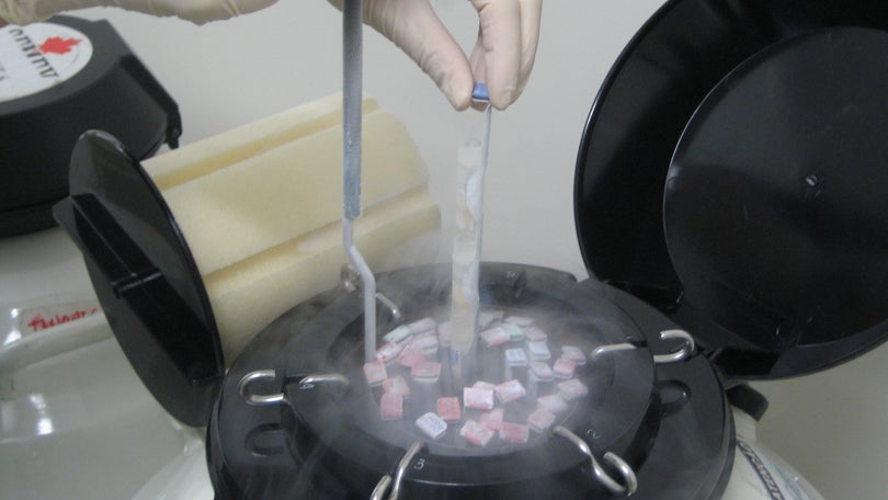 Imagem de Publicada lei que regula destino de embriões, espermatozoides e ovócitos congelados