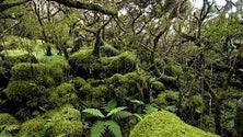 Imagem de Biodiversidade: Açores e Madeira preparam parceira (Vídeo)