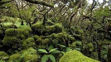 Biodiversidade: Açores e Madeira preparam parceira (Vídeo)