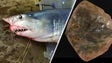 Imagem de Duas das espécies ameaçadas de extinção vivem nos mares da Madeira