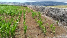 Uma das maiores secas de sempre nos Açores (Som)