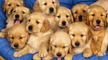 Imagem de AMRAM quer vacinar e esterilizar 3900 animais