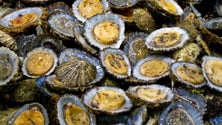 Imagem de Projeto vai estudar a produção de lapas em aquacultura na Macaronésia (Vídeo)