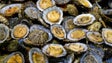 Imagem de Projeto vai estudar a produção de lapas em aquacultura na Macaronésia (Vídeo)