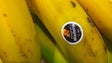 Banana da Madeira promovida em 18 portos europeus durante 3 anos