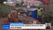 Imagem de Vento forte provoca queda de árvores em vários locais