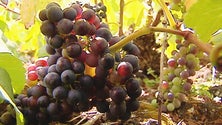 Imagem de Produção de vinho dispara nos Açores (Som)