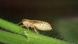 Madeira tem mais de quatro mil insetos (áudio)