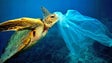Solução para fim do plástico no mar pode estar nas alforrecas