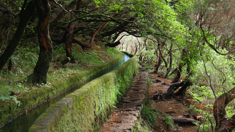 Imagem de Turista francês que caiu na Levada das 25 Fontes morreu