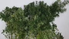Imagem de PSP apreende mais de 10kg de droga em Câmara de Lobos