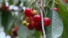 Imagem de Chuva estragou produção de cereja do Jardim da Serra (vídeo)