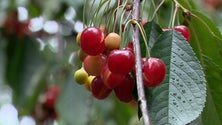 Chuva estragou produção de cereja do Jardim da Serra (vídeo)