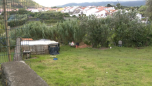 Imagem de Animais maltratados na Ribeira Grande (Vídeo)