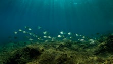 Imagem de Açores integram projeto europeu de gestão dos oceanos (Vídeo)