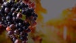 Há um campo experimental de várias castas de vinho Madeira (vídeo)