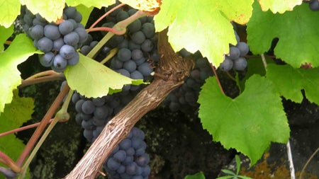 Autoridades investigam vinho nos Açores