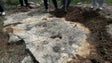 Imagem de Pegadas de dinossauros mais antigas da Península Ibérica descobertas em Portugal
