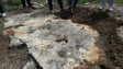 Pegadas de dinossauros mais antigas da Península Ibérica descobertas em Portugal