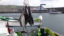 Imagem de Federação das Pescas quer medidas para acabar com constrangimentos nas descargas de atum