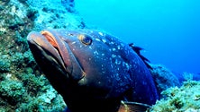 Imagem de Falta de peixe nos Açores só se resolve com a criação de áreas marinhas protegidas  (Som)