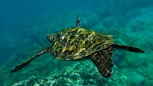 Imagem de Pescador lúdico salva tartaruga ferida (Áudio)