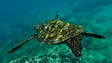 Pescador lúdico salva tartaruga ferida (Áudio)