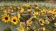 Imagem de Números da Festa da Flor próximos aos de 2019 (vídeo)