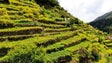 Imagem de Abandono é a principal ameaça dos poios da Madeira – especialistas