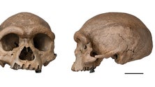 Imagem de Homo Sapiens poderá ser mais antigo do que se supunha