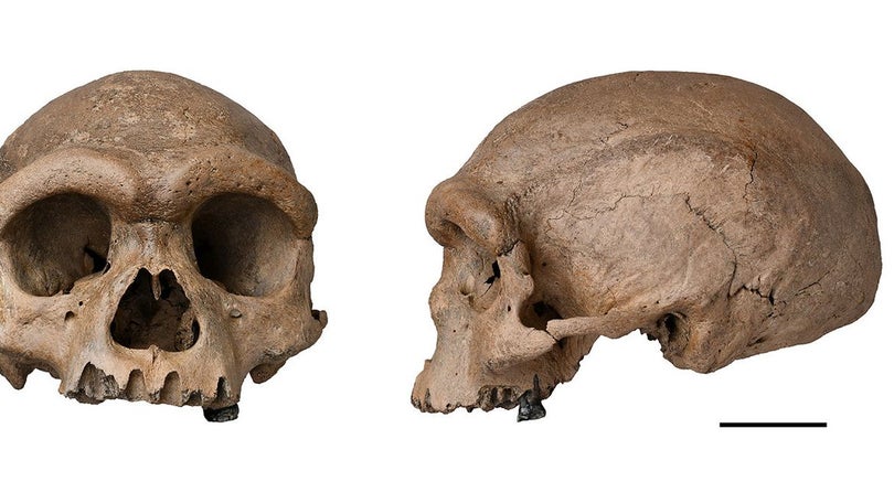 Imagem de Homo Sapiens poderá ser mais antigo do que se supunha
