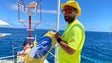 Bandeira para alertas aguas vivas no mar (vídeo)