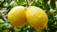 PCP apresenta medidas de apoio aos produtores de citrinos